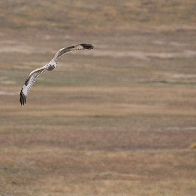 Expeditions - Mongolia 2010